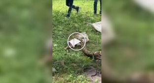 A python stuck on a fence was saved in India