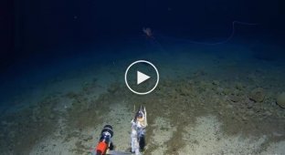 Scientists filmed a rare squid with huge tentacles