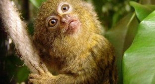 Карликовая мартышка – самая маленькая обезьянка (18 фото)