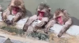 Japanese macaques know how to relax
