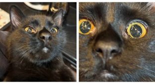 Кошка с редкой врождённой особенностью глаз (4 фото)