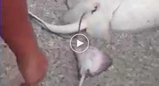 Americans filmed a stingray giving birth that washed ashore