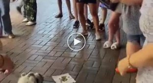 Cats in Turkey take advantage of their cuteness and collect money from passers-by