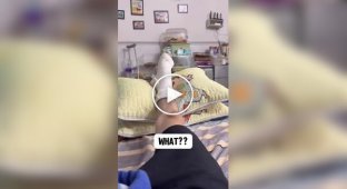 Будни хомяков