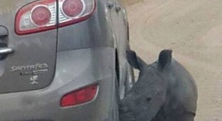 Детеныш носорога принял автомобиль за свою маму (3 фото)