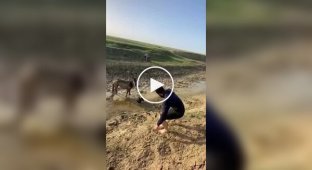 Мужчина спас жеребенка, застрявшего в грязи