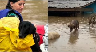 Из наводнений в Бразилии спасают тысячи животных (21 фото)