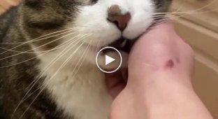Training a cat that loves to bite