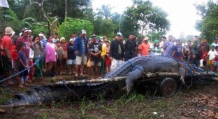 Огромный крокодил (7 фото + видео)
