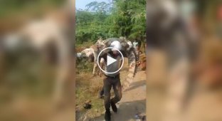 A man carried a large crocodile out of the village on his shoulders