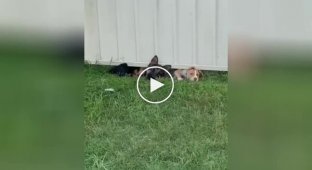 Curious dogs who want to know what their neighbor is doing