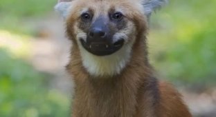 Guara, the funniest and most awkward wolf (3 photos)