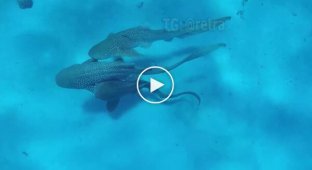 Three Sharks Having Group Sex Caught on Video
