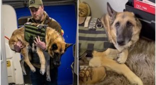 Veteran's service dog was seen off on the last flight (9 photos + 1 video)
