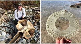 15 Unexpected Finds People Found On The Beach (16 Photos)