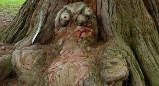 "Сказочный и мрачный лес": необычные деревья, которые напугали и удивили людей (17 фото)