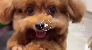 The cutest video you'll watch today