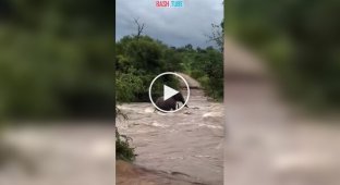 Мощные наводнения в ЮАР: мать-слониха героически спасла детеныша из бурной реки