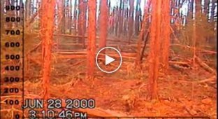 Лесной пожар заснятый на камеру