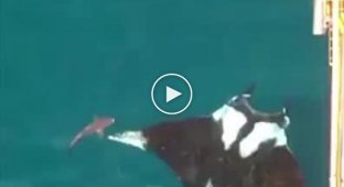 Manta Ray - a beautiful and mysterious giant from the depths of the ocean