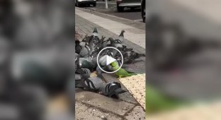 A friend among strangers