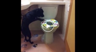 A dog that can go to the toilet like a human