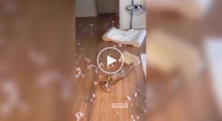 Собака как следует повеселилась в доме