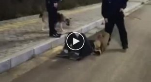 Dogs patiently guard their tipsy owner