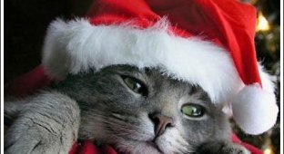 Рождественские коты (15 фото)