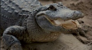 Крокодил съел мужчину, который нарушил карантин по коронавирусу (2 фото)