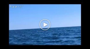 Seal fleeing from shark twice nearly knocked kayaker off boat - video