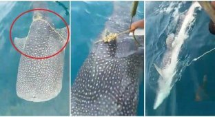 A whale shark swam to the fishermen for help (3 photos + 1 video)