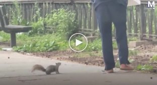 A squirrel persistently chased a woman holding a pizza.