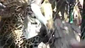 Неудачное кормление с руки леопарда в зоопарке