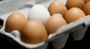 В чем разница между коричневыми и белыми куриными яйцами?