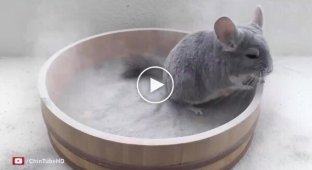 Шиншила купається