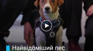 Пес Патрон стал первой в истории собакой, получившей титул Пса доброй воли от UNICEF Ukraine
