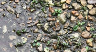 Сможете ли вы найти затаившуюся среди камней и лягушку? (4 фото)