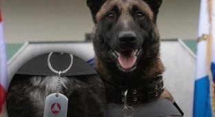 Georgian dog was awarded a medal for saving people from rubble in Turkey (5 photos)