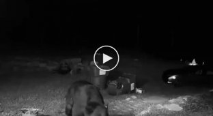 Бесстрашный домашний кот прогнал медведя со двора