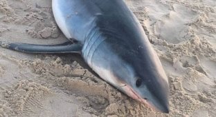 На пляже в Австралии были обнаружены десятки мёртвых акул (6 фото)