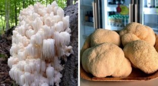 "Вкусно, но не аппетитно": необычные деликатесы (15 фото)