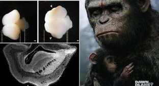 Генетики попытались пересадить обезьяне человеческие мозги (7 фото)