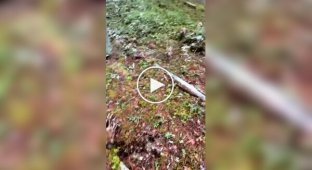 Поросята втратили маму