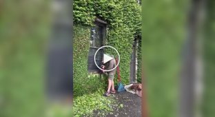 Trimming creeping figs on the facade of a house