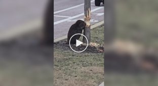 In Illinois A beaver was spotted "working" near the roadway.