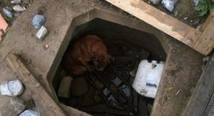 Rescue of an abandoned dog (7 photos)