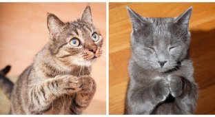 Просите и получите: проверенное жизненное руководство от котиков (25 фото)