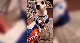 Reaction of dogs to vegetables