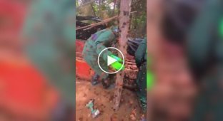 Ликвидация гнезда шершней в Китае